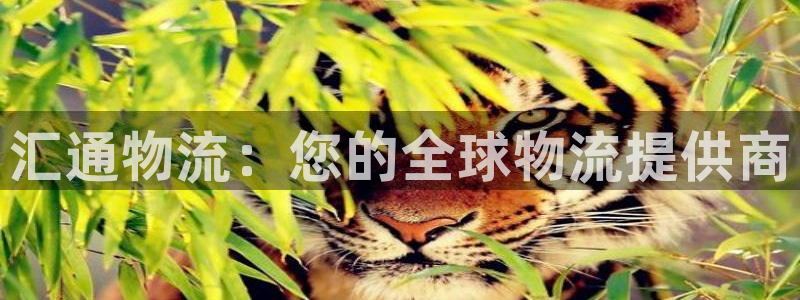 28圈加拿大预测